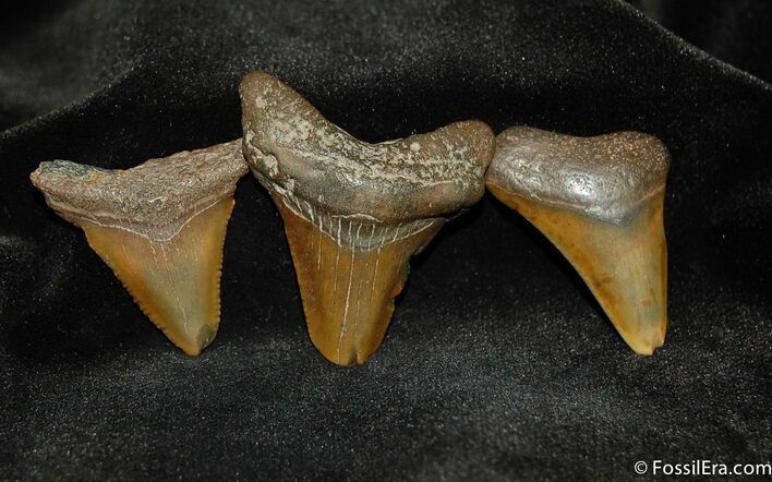 Small Megalodon Teeth #554